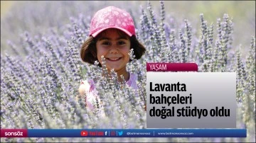 Lavanta bah&ccedil;eleri doğal st&uuml;dyo oldu