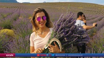 Lavanta hasadı başladı