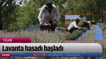 Lavanta hasadı başladı