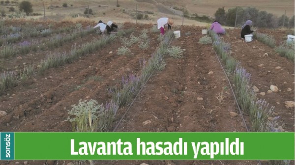 Lavanta hasadı yapıldı