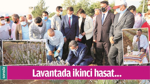 LAVANTADA İKİNCİ HASAT&hellip;