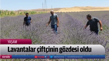 Lavantalar &ccedil;ift&ccedil;inin g&ouml;zdesi oldu