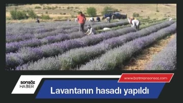 Lavantanın hasadı yapıldı