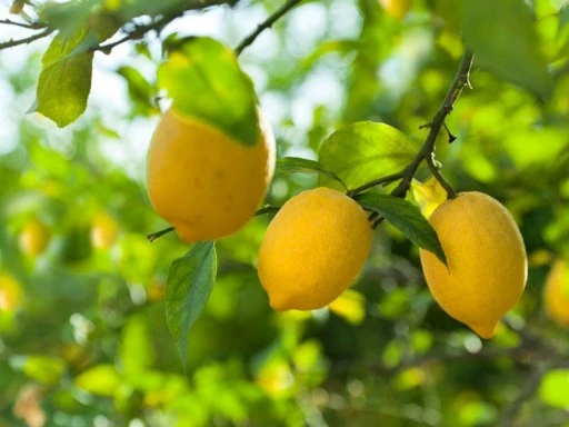 Limon, fiyatıyla da y&uuml;z ekşitiyor