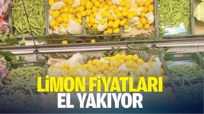 Limon fiyatları el yakıyor