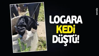 Logara kedi d&uuml;şt&uuml;!