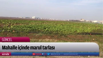 Mahalle i&ccedil;inde marul tarlası