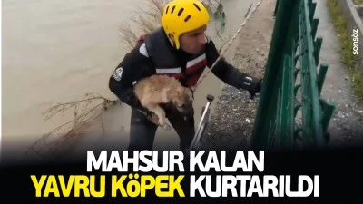 Mahsur kalan yavru k&ouml;pek kurtarıldı