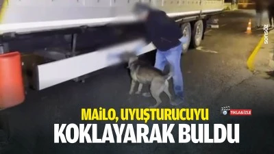 Mailo, uyuşturucuyu koklayarak buldu