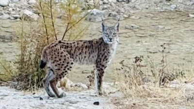 Malatya'da nesli tehlike altında olan vaşak g&ouml;r&uuml;nt&uuml;lendi