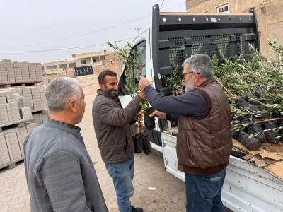 Mardin'de 800 zeytin fidanı dağıtıldı