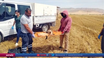 Mardin'de ayaklarını bi&ccedil;erd&ouml;vere kaptıran k&ouml;pek yaralandı
