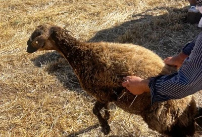 Mardin'de kuyuya d&uuml;şen koyun kurtarıldı