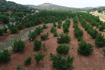 Mardin'de "Napolyon" kirazında hasat s&uuml;r&uuml;yor