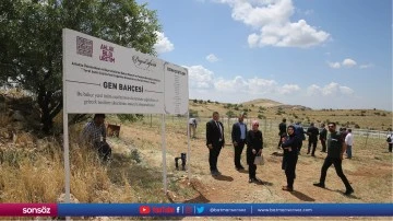Mardin'de tarihi manastırın bah&ccedil;esindeki &uuml;retimle asırlık &uuml;z&uuml;mlerin geni korunacak