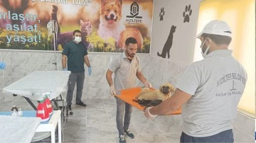 Mardin'de yavru köpeğe işkence