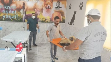 Mardin'de yavru k&ouml;peğe işkence