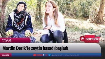 Mardin Derik&rsquo;te zeytin hasadı başladı