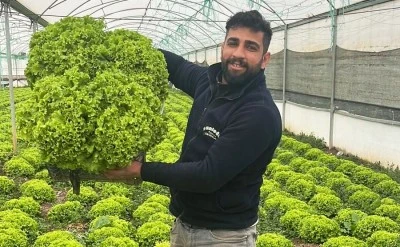 Marul hasadı y&uuml;zleri g&uuml;ld&uuml;rd&uuml;