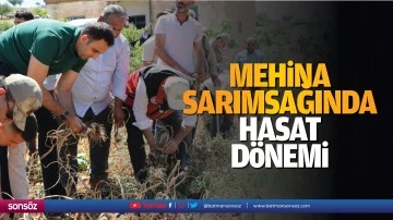 Mehina sarımsağında hasat d&ouml;nemi