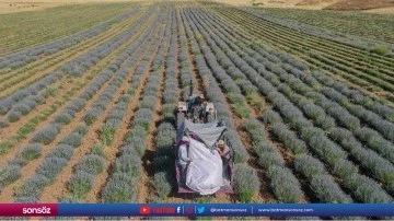 Memleketinde lavanta bah&ccedil;esi ve işleme tesisi kurdu