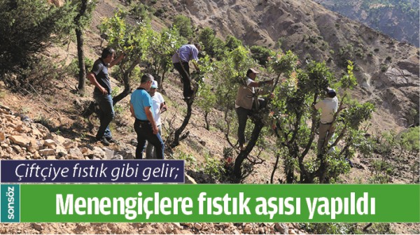 MENENGİ&Ccedil;LERE FISTIK AŞISI YAPILDI