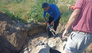 Menhole d&uuml;şen inek &ccedil;alışmayla kurtarıldı