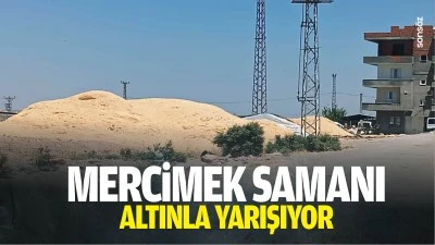 Mercimek samanı, altınla yarışıyor