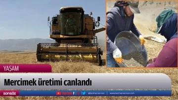 Mercimek &uuml;retimi canlandı