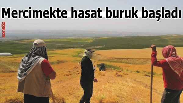 MERCİMEKTE HASAT BURUK BAŞLADI