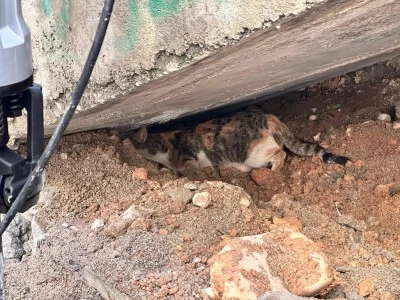 Merdiven altına sıkışan kedi yavrusunu itfaiye kurtardı