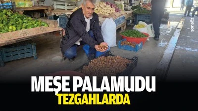 Meşe palamudu tezgahlarda
