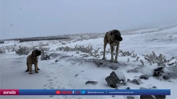 Mevsimin ilk karı yağdı