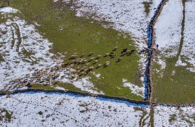 Mevsimsel yağışlar Karacadağ'da besicilerin y&uuml;z&uuml;n&uuml; g&uuml;ld&uuml;rd&uuml;