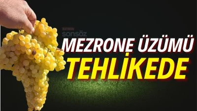 Mezrone &uuml;z&uuml;m&uuml; tehlikede