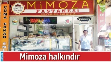 Mimoza halkındır