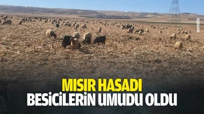 Mısır hasadı, besicilerin umudu oldu