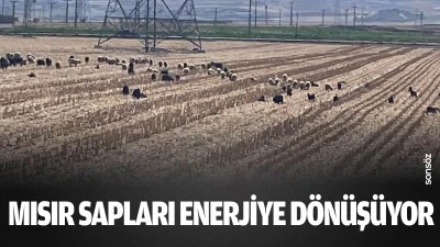 Mısır sapları artık enerjiye d&ouml;n&uuml;ş&uuml;yor
