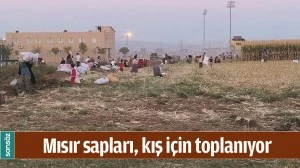 MISIR SAPLARI, KIŞ İ&Ccedil;İN TOPLANIYOR