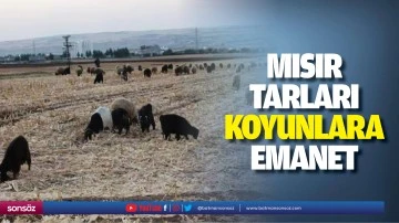Mısır tarları, koyunlara emanet