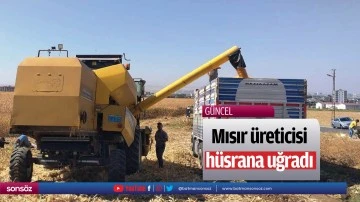 Mısır &uuml;reticisi, h&uuml;srana uğradı