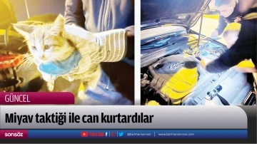 Miyav taktiği ile can kurtardılar 