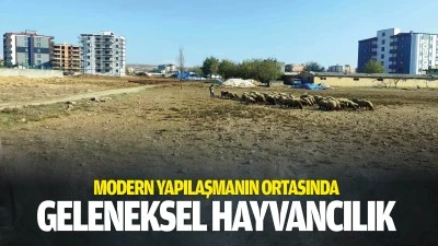 Modern yapılaşmanın ortasında geleneksel hayvancılık