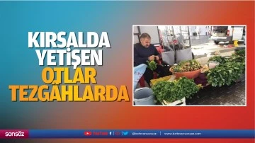 Kırsalda yetişen otlar tezg&acirc;hlarda