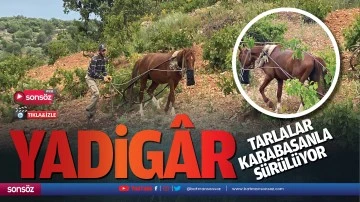 Yadig&acirc;r tarlalar, karabasanla s&uuml;r&uuml;l&uuml;yor