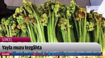 Yayla muzu tezg&acirc;hta 
