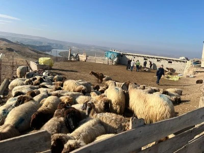 Nehre bırakılan ila&ccedil;lar, koyunları telef etti