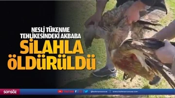 Nesli t&uuml;kenme tehlikesindeki Akbaba silahla &ouml;ld&uuml;r&uuml;ld&uuml;