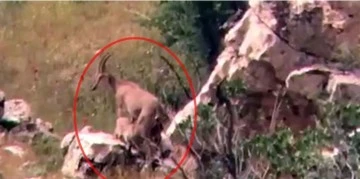 Nesli t&uuml;kenmekte olan yaban ke&ccedil;ileri g&ouml;r&uuml;nt&uuml;lendi