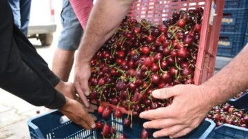 Niğde'de kiraz hasadı başladı